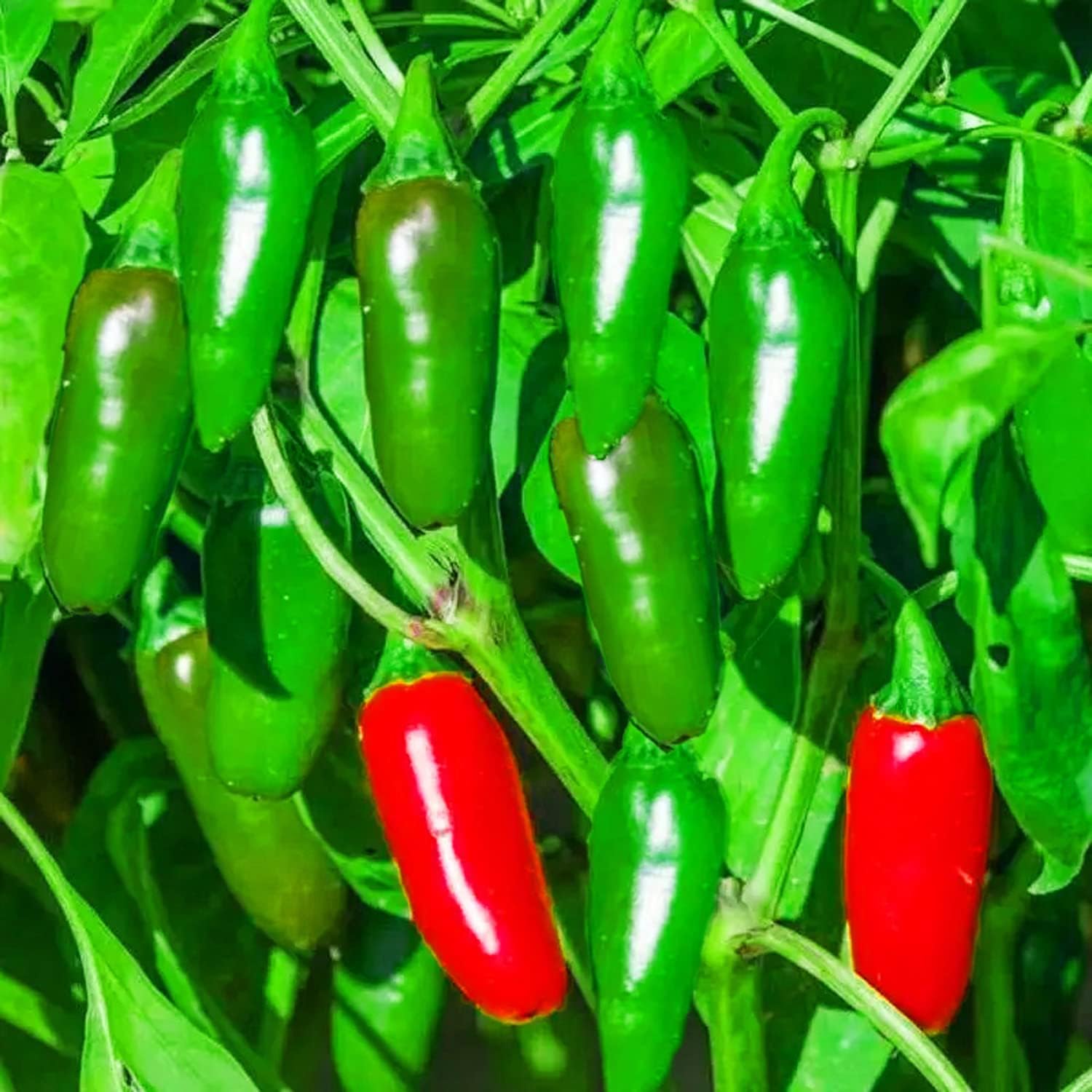 100 Pcs Jalapeno Pepper Seeds for Planting, Heirloom Non