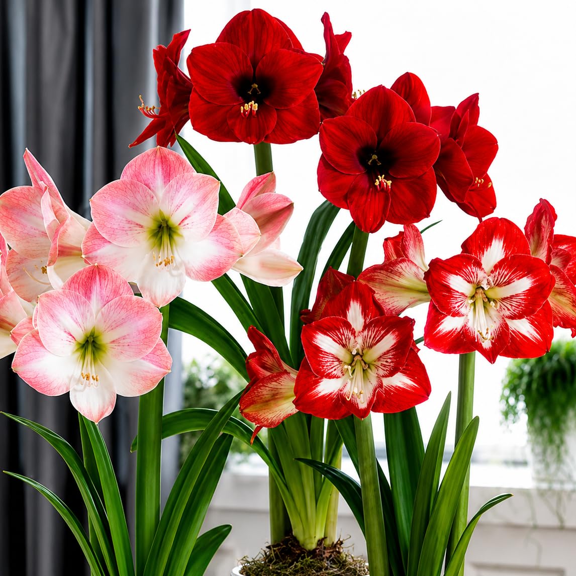 AMARYLLIS LILY WHITE Flower Bulbs | Pack of 5 Bulbs | Summer/Winter Bulbs for Plantation & Gardening | Flora Seeds-image-28