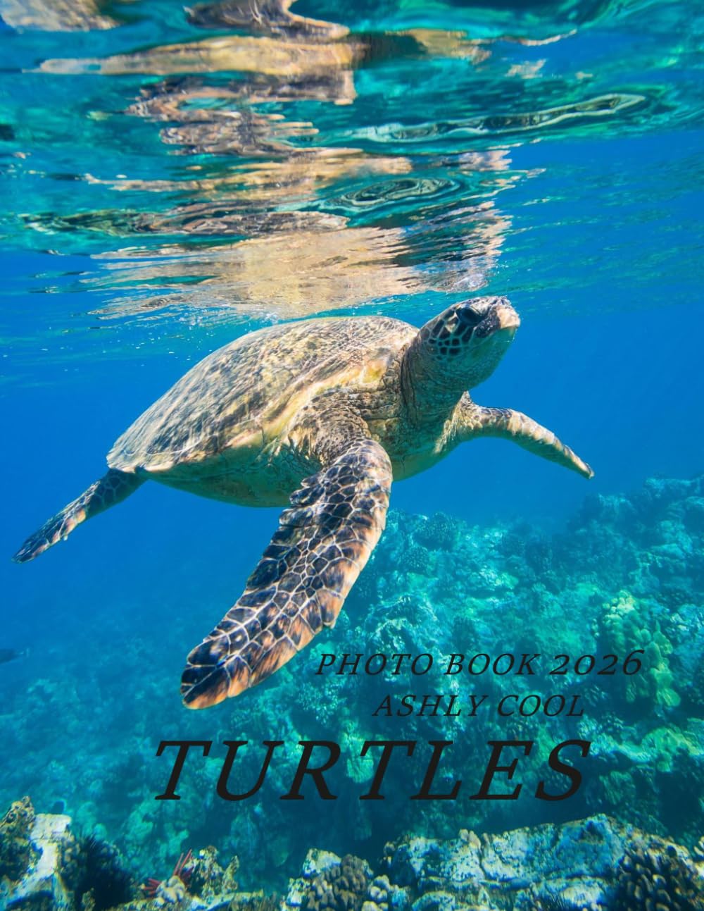 TURTLES: Cool Pictures That Create An Idea For You About - Perfect Gift for tourism & travel lovers.....Relaxing & Meditation.