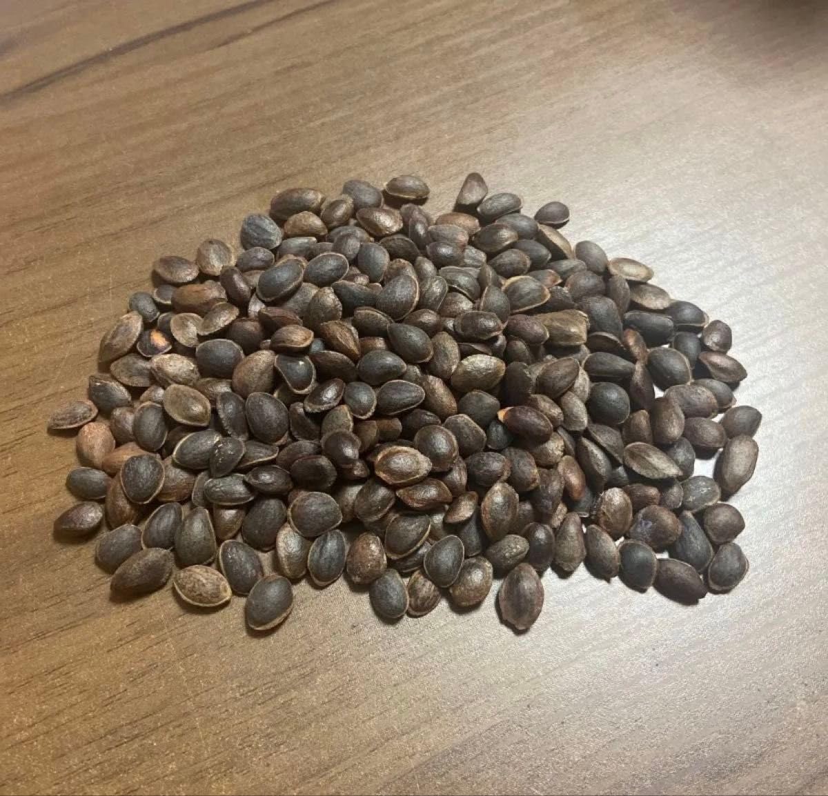 Amazon｜石鎚五葉松 種子 種 30粒｜観葉植物 オンライン通販