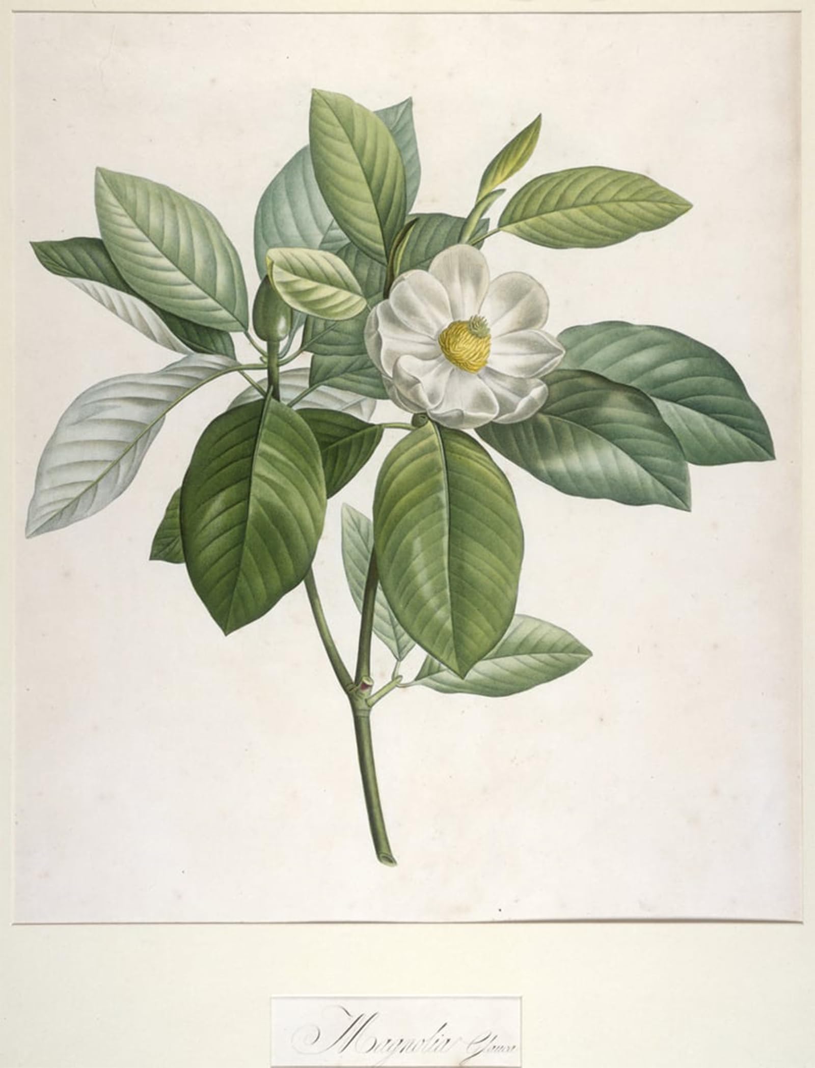ARTXLXXBN Famous Print Painting Colorful Art Print Magnolia Glauca by Pierre Redouté Canvas Art Decorations for Home Decor 60x90cm