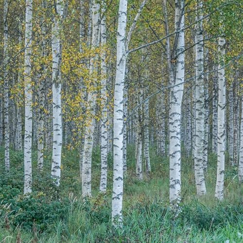 150 White Paper Birch Tree Seeds Planting Ornaments Perennial Garden Simple To Grow Pot Gifts Yellow Foliage Weeping Deciduous Tree Seed #TOP1
