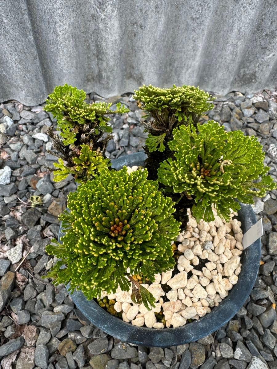 Amazon.co.jp: 玉獅子 岩松 イワヒバ 岩ヒバ 盆栽 山野草 高山植物 310