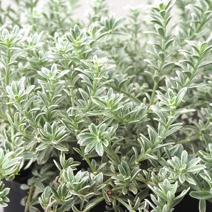 斑入り ウエストリンギア スモーキーホワイト 4個セット 斑入り ウエストリンギア スモーキーホワイト 4 斑入りウエスト