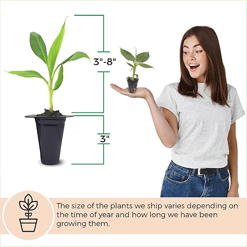 Miniatura 6 de Banana Tree Grand Nain. Juego de 4 plantas vivas de iniciación.