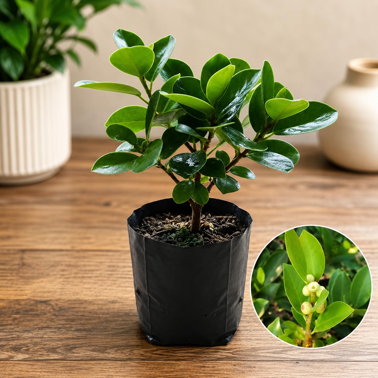 BISWAS SALES POINT Ficus Microcarpa Chinese Banyan Healthy Live Plant for Home, Office & Garden Decoration (Pack of 1)-image-44