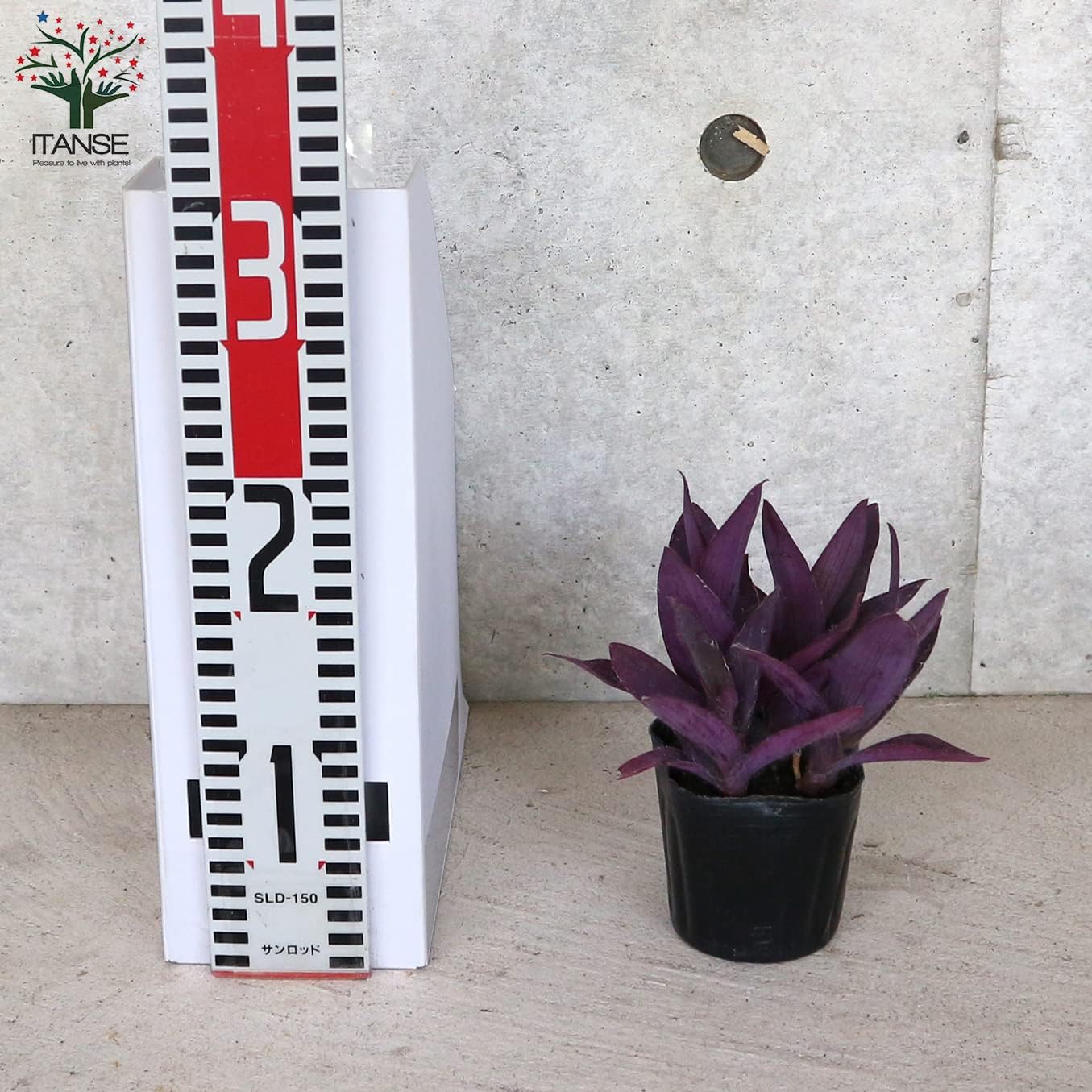 Amazon Co Jp セトクレアセア ムラサキゴテン 3号ポット 2個セット 品種で選べる花苗 カラーリーフ 学名 Tradescantia Pallida Purple Heart ツユクサ科ムラサキツユクサ属 常緑性多年草 原生地 メキシコ 別名 紫御殿 パープルハート セトクレアセアは Amazon Co Jp セトクレアセア ムラサキゴテン 3号ポット 2個セット 品種で選べる花苗 カラーリーフ 学名 Tradescantia Pallida Purple Heart ツユクサ科ムラサキツユクサ属 常緑性多年草 原生地 メキシコ 別名 紫御殿 パープルハート セトクレアセアは