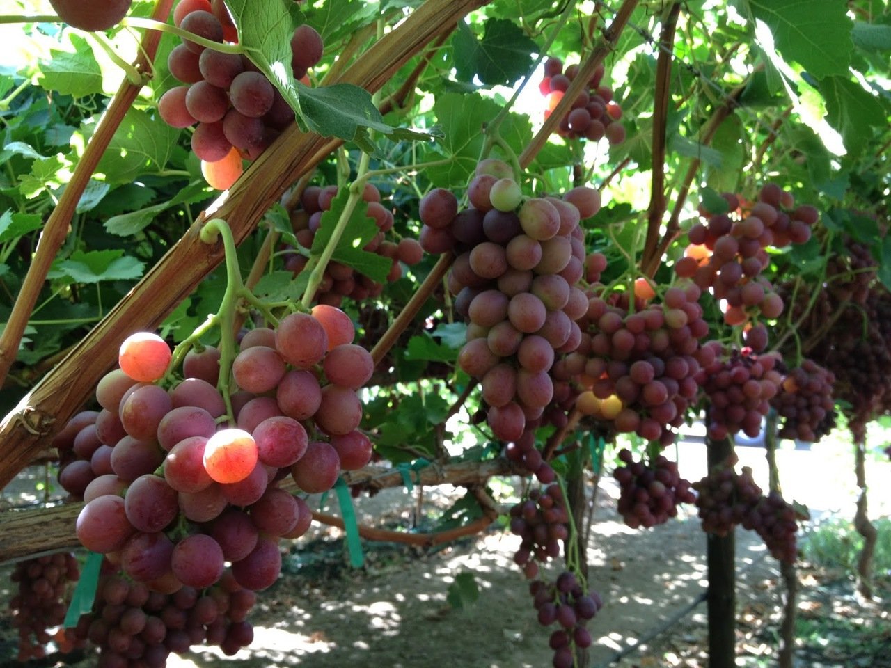 Amazon.com : 1003-Giant Red Grape Seeds by