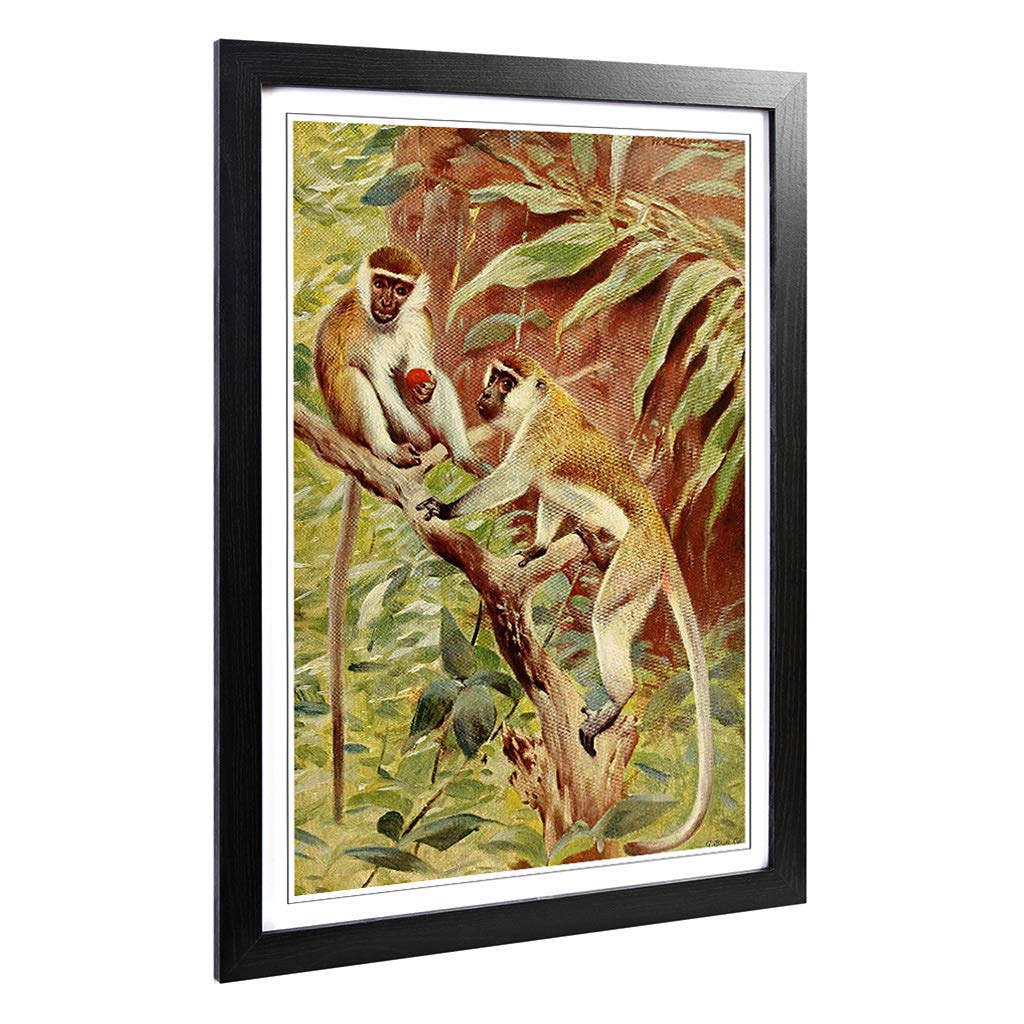 Big Box Art Framed Print of Vintage W Kuhnert Green Monkey Design | Wall Art Picture | Home Decor for Kitchen, Living, Dining Room, Bedroom, Hallway, Office, Black, A2 / 24.5x18 Inch / 62x45cm