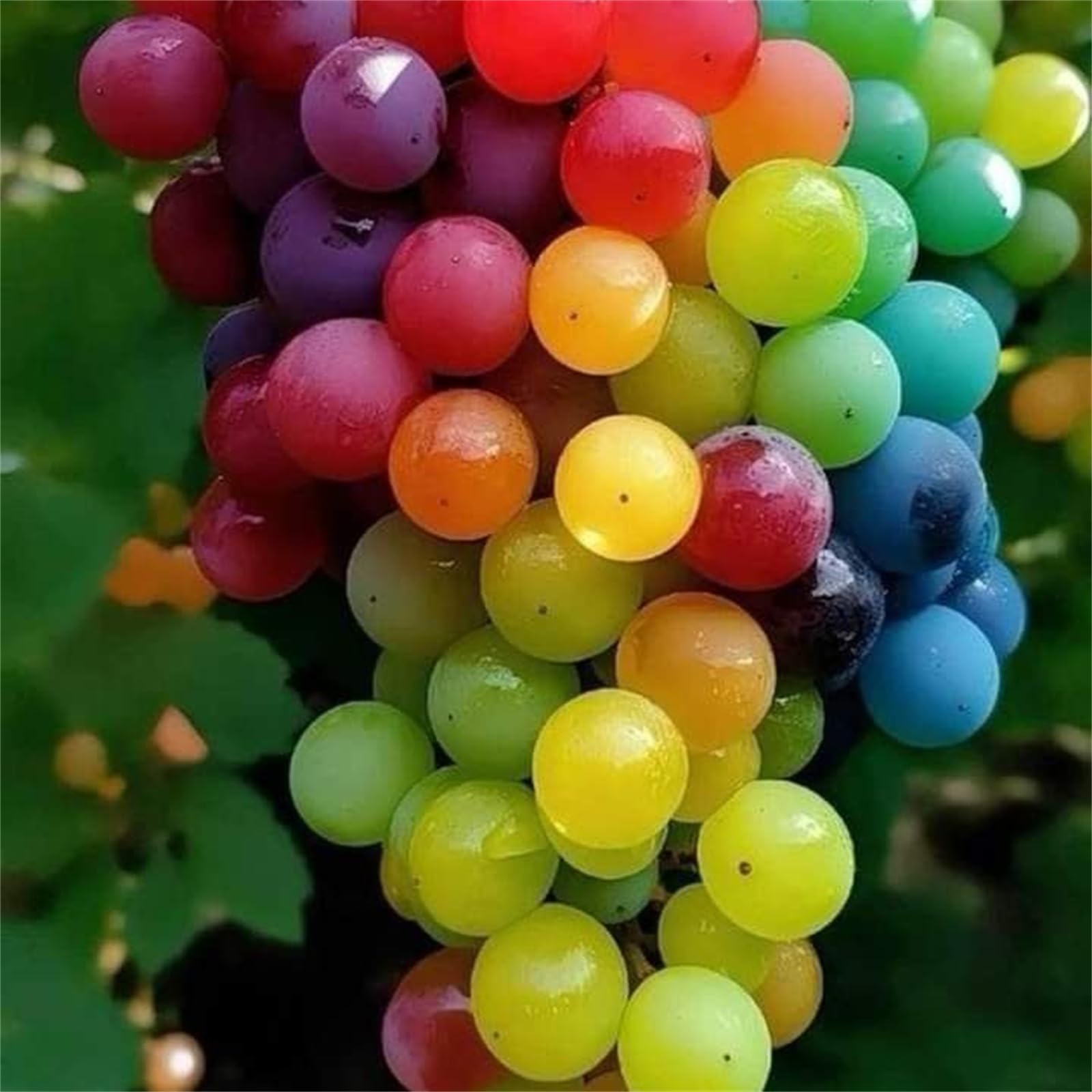 Grape Vines Hardy Perennial UK Plants, Excellent Display Suitable for English Garden Growing-2bulbs-C