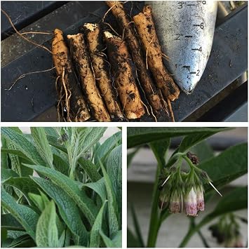 Three Russian Comfrey Root Cuttings - Bocking 14 Cultivar - Comphrey - Knitbone By Yumheart Gardens 3