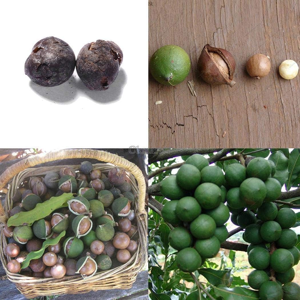 Portal Cool 2pcs graines de noix de macadamia macadamia integrifolia graines d'arbres de jardin