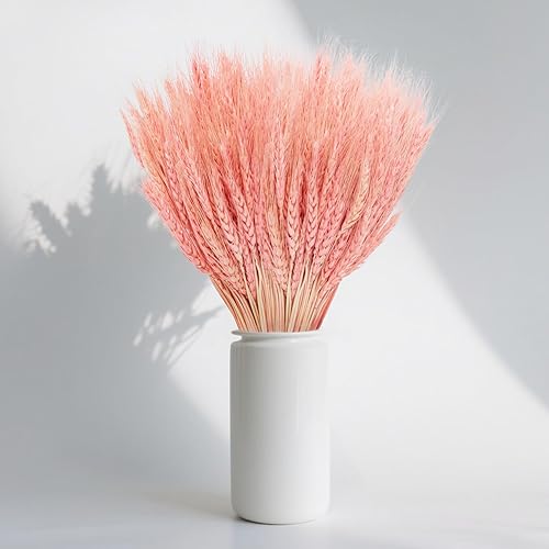 Sukh Tallos de trigo seco rosa para decoración, 50 tallos de trigo rosa, ideales para el hogar, mesa de boda, centros de mesa de fiesta, decoración
