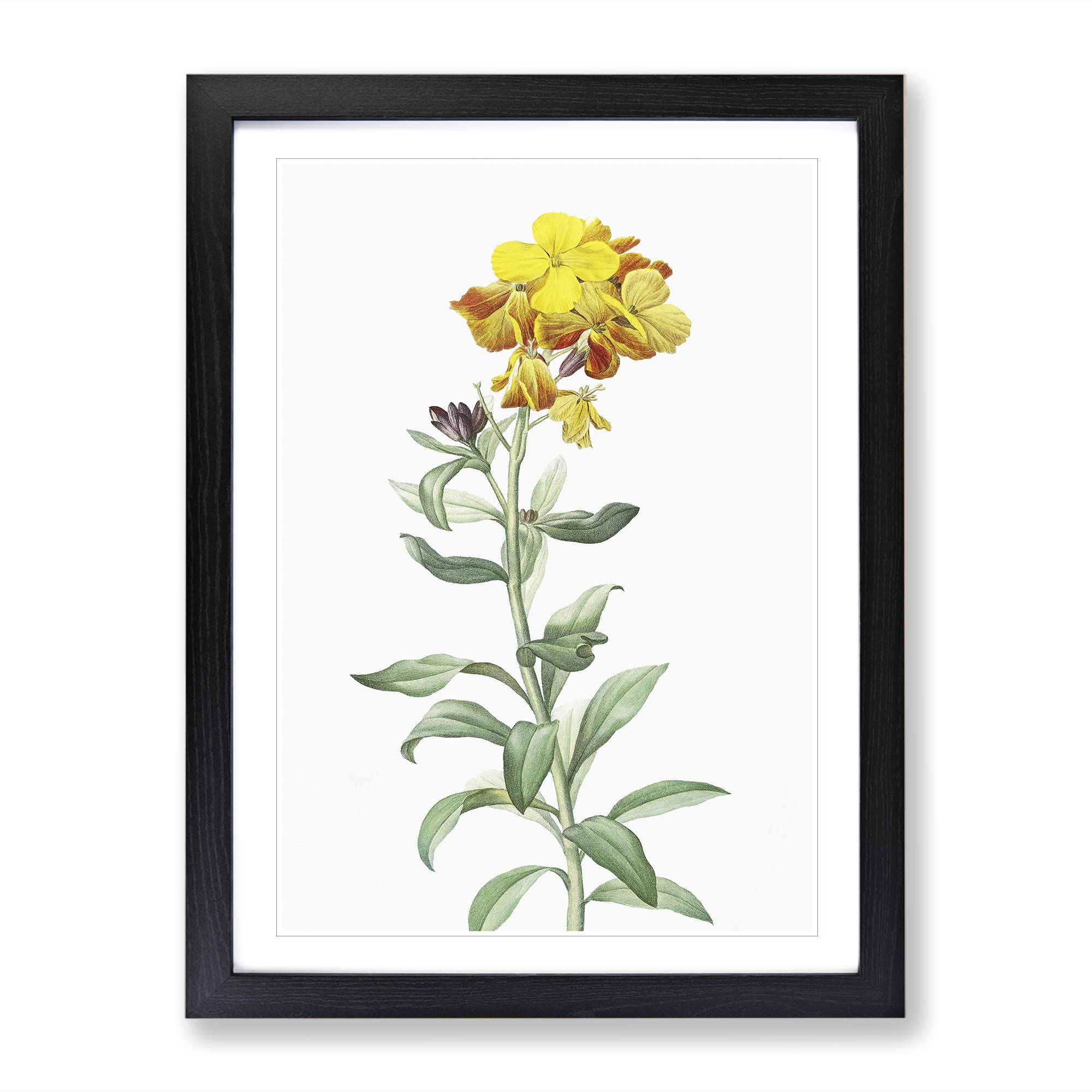 Wallflowers In Yellow By Pierre Joseph Redoute Vintage Framed Wall Art Print