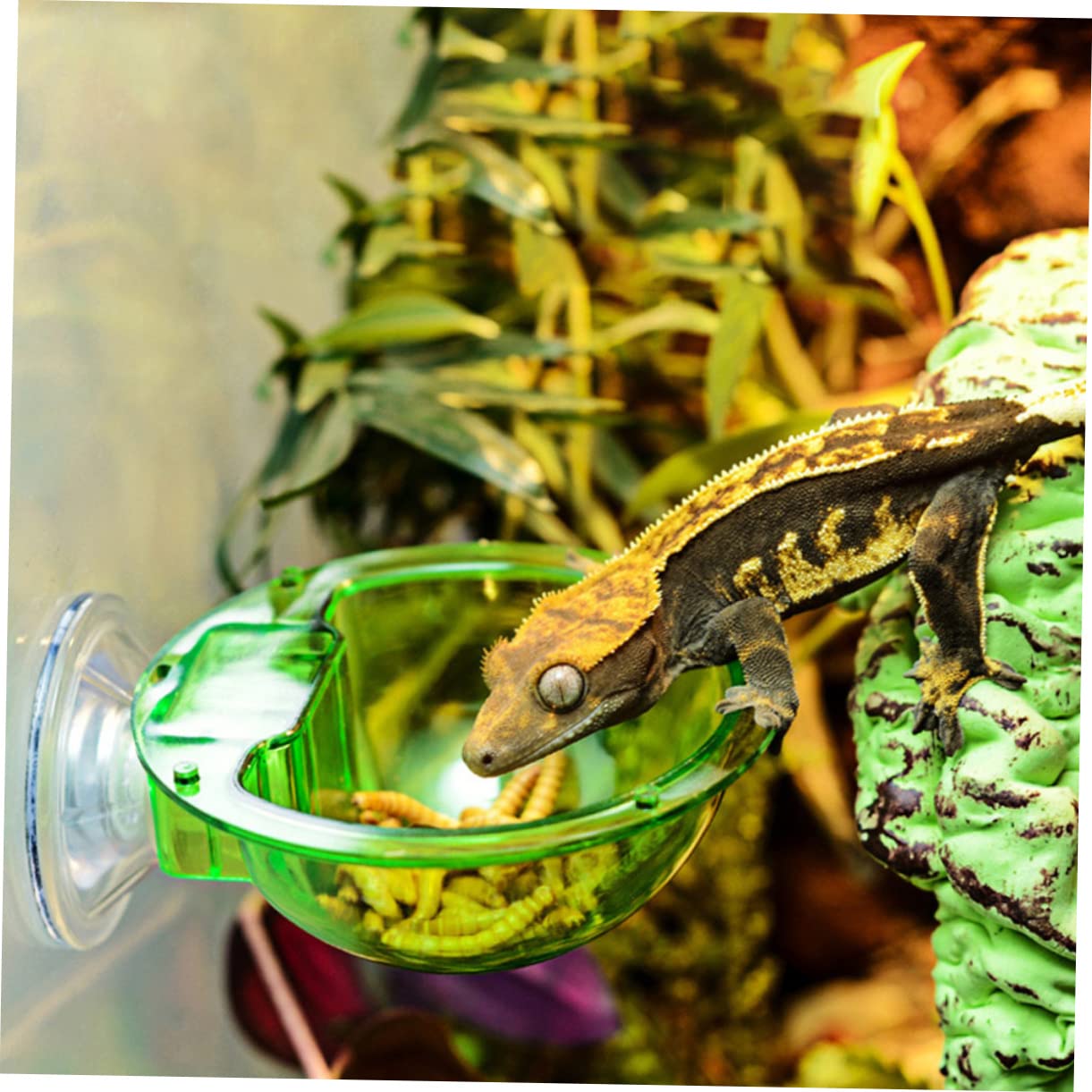 SUPVOX 8pezzi Mangiatoia per Rettili con Ciotole per Lizard e Corrosione e Idratazione