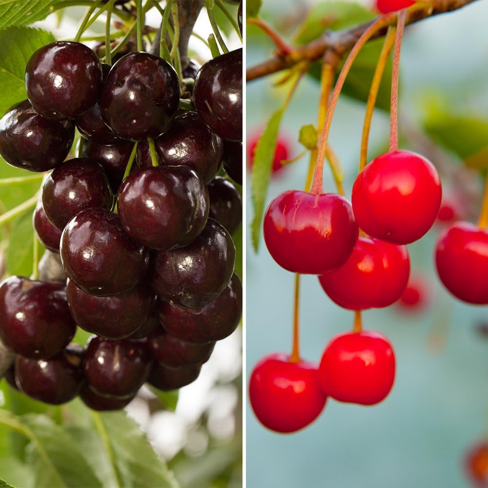 Duo Cherry Tree - 2 Varieties on 1 Bare Root Tree