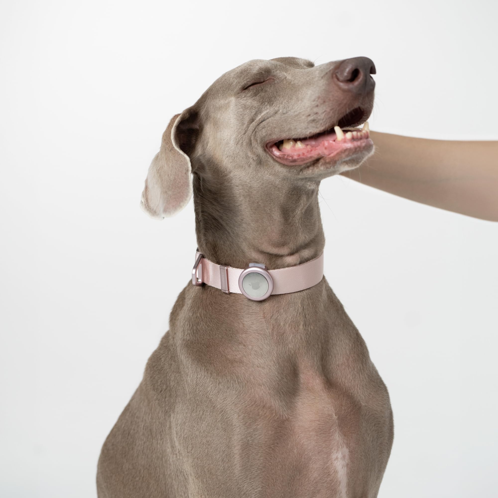 Collare leggero per cani in lega di alluminio, robusto collare in nylon, per cani di taglia media e grande, chiusura rapida, anello a D in alluminio, regolabile, per attività all'aperto e