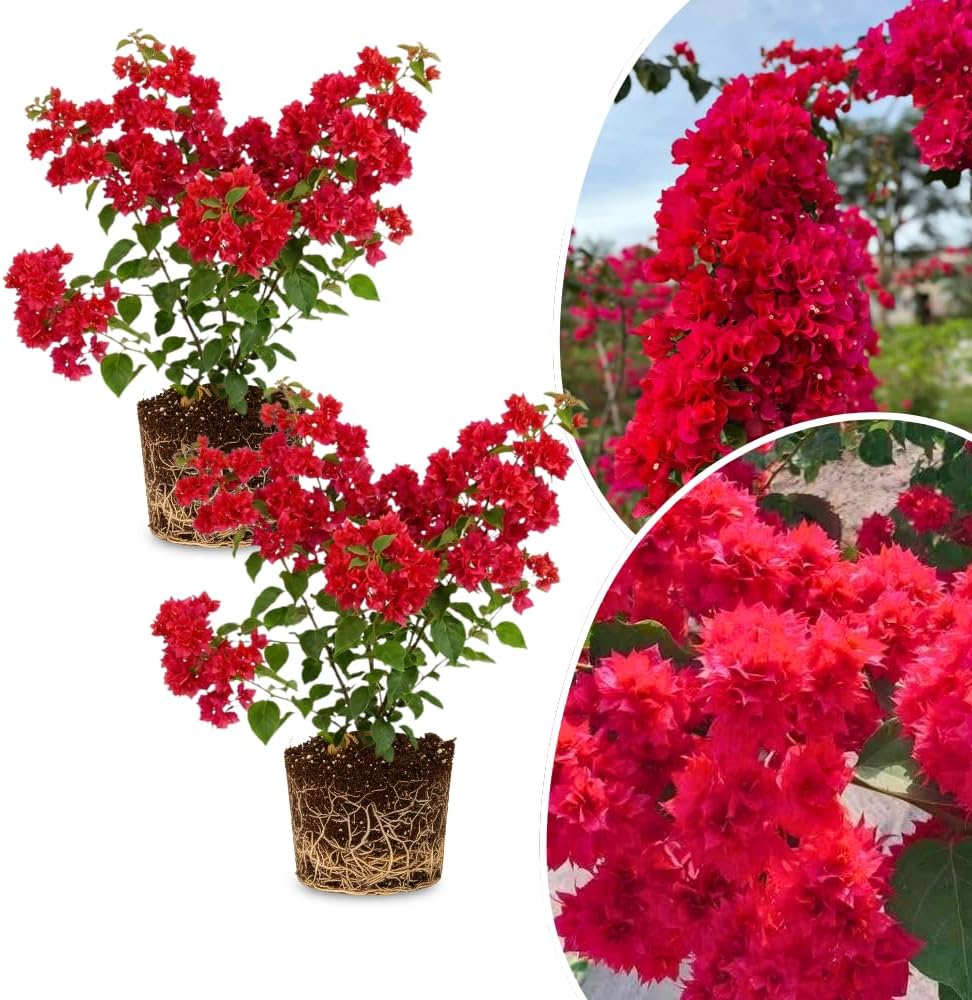2 Bougainvillea Plants Live, Bougainvillea Flowering Vine Plant, Colorful Climbing Plants for Indoor Outdoor Garden 4-7 Inches (Double Red)