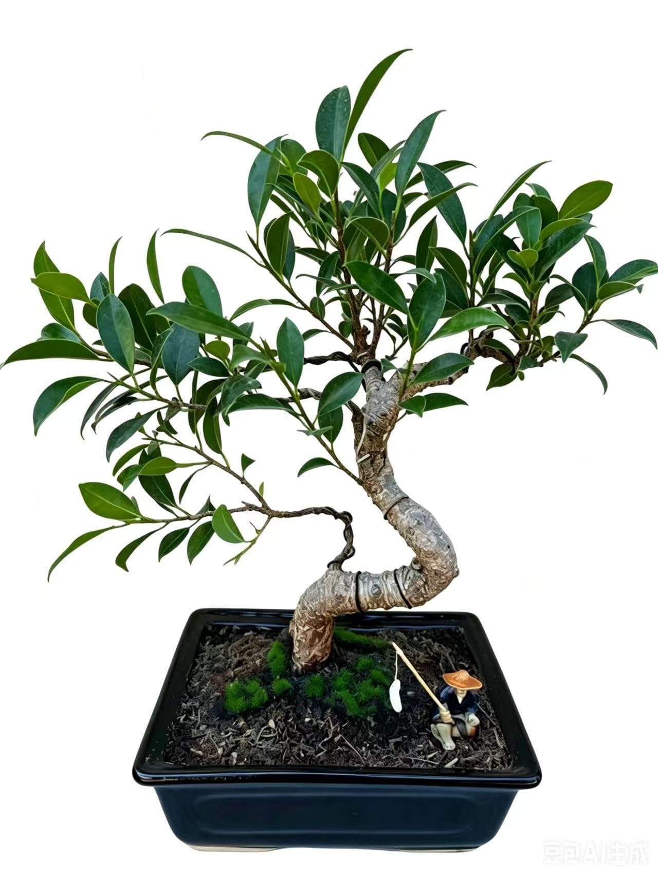 Amazon.com: Spiraling Ficus Bonsai Tree in Decorative Planter, 12