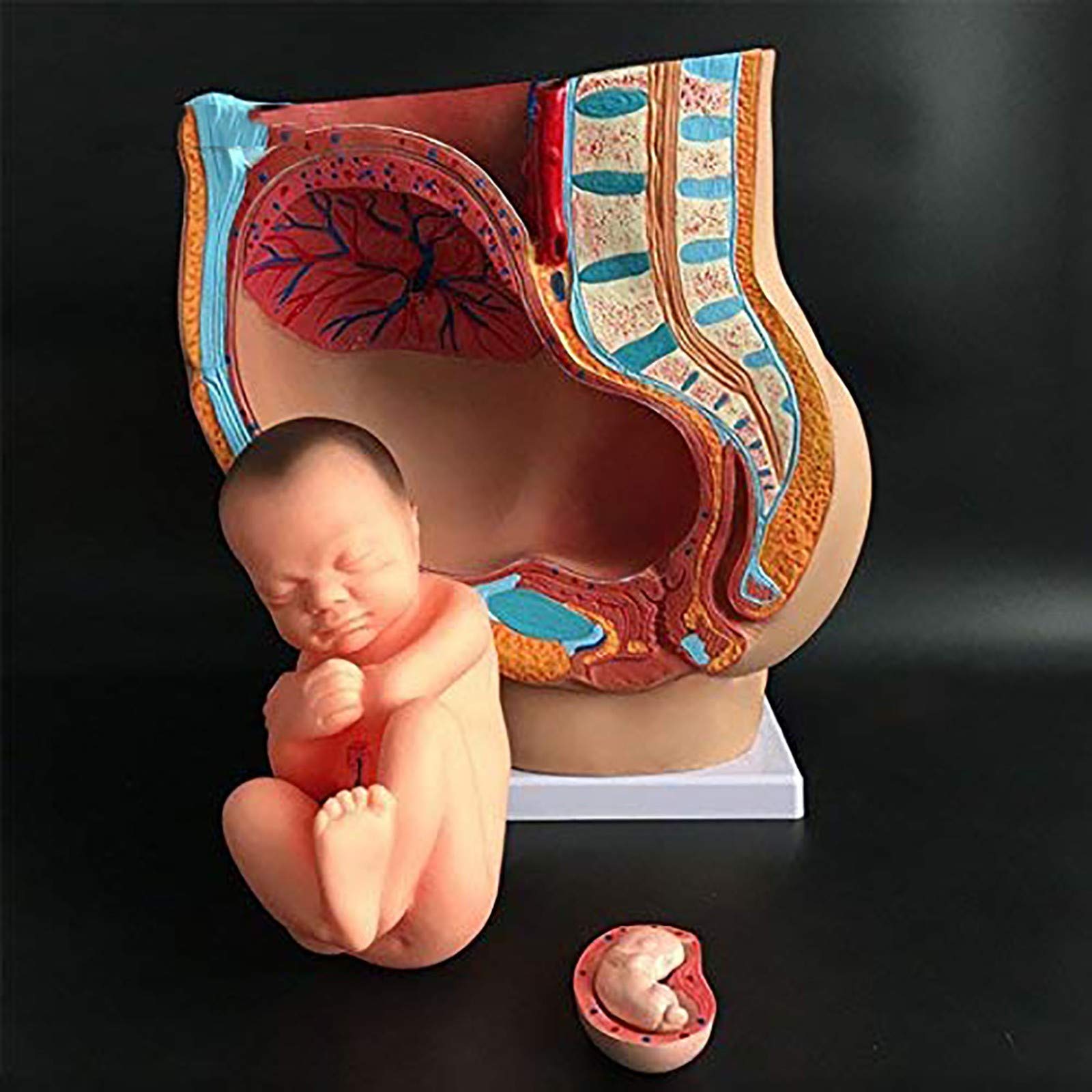 ZDHY Human Female Pelvis Model, Pregnant Childbirth Model with Pregnancy 9 Months, for Children's Le