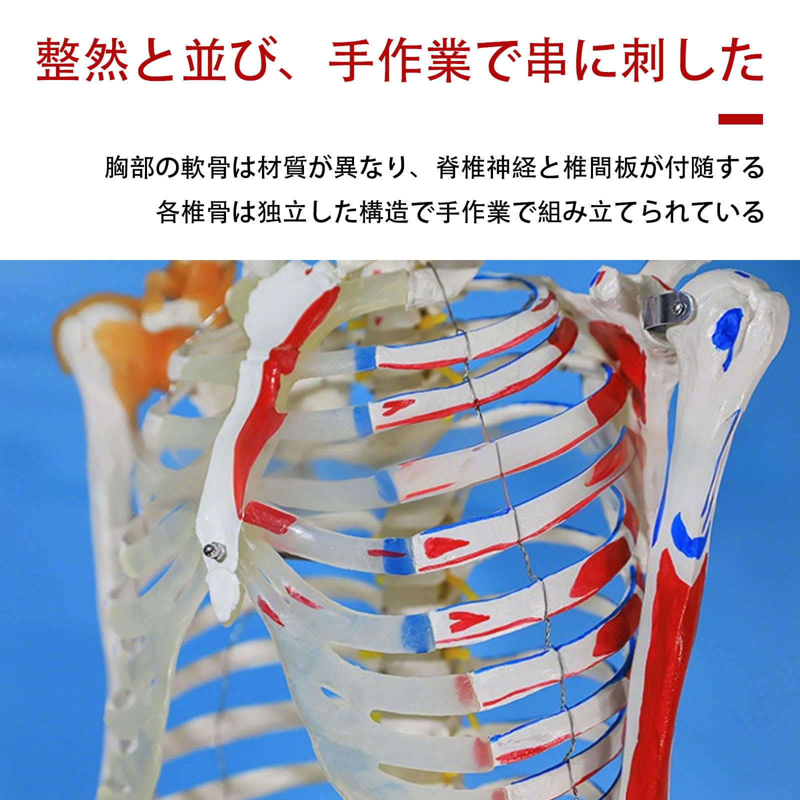 Amazon.co.jp: 人間の骨格モデル 骨格標本 人体模型 モデルスケルト
