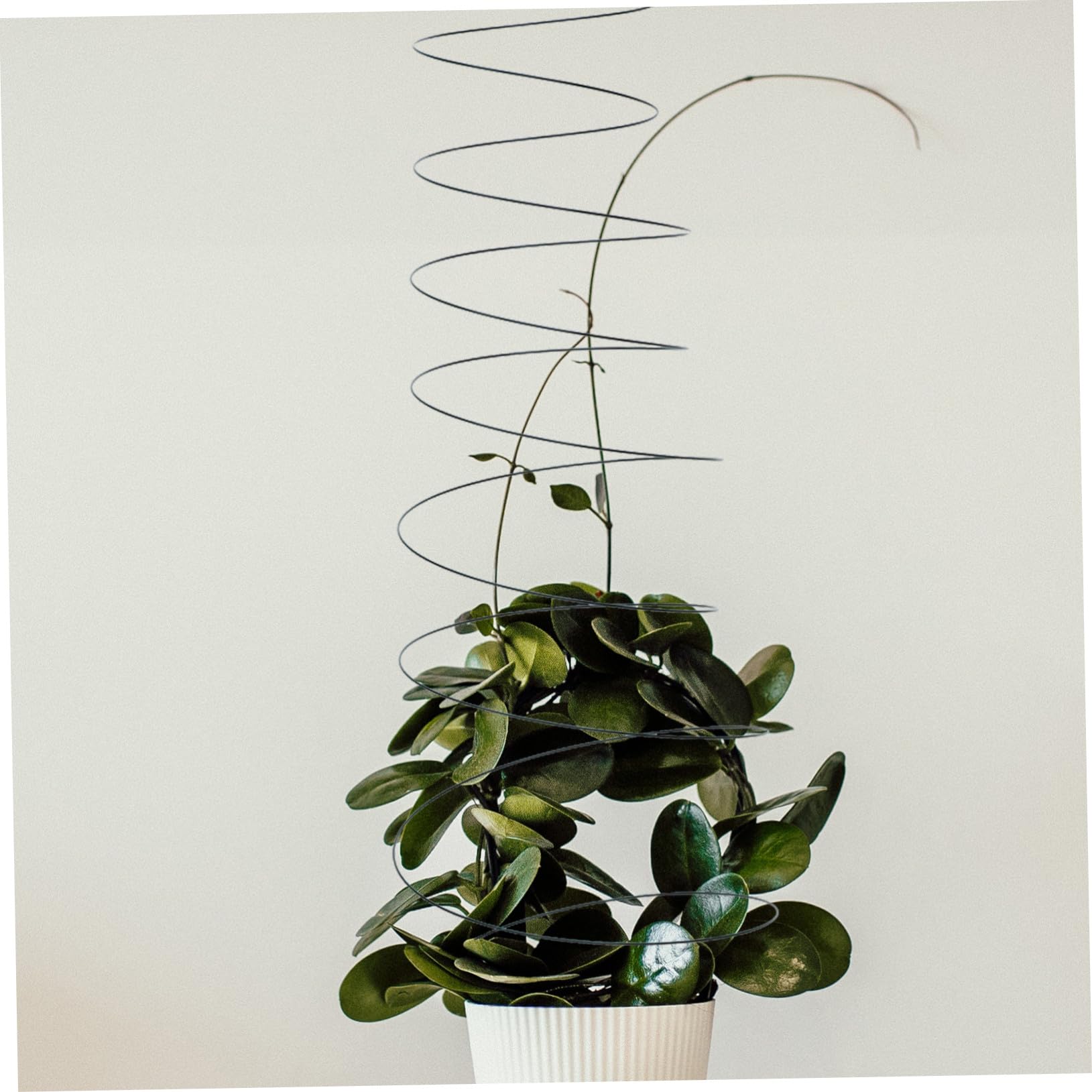2 Stück Edelstahl Spiral Pflanzenstütze Stabiler Rankstab für Kletterpflanzen Tomaten und Gemüse Wetterfest Platzsparend für Garten Balkon und Blumentopf