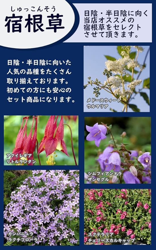 Amazon 予約商品 宿根草 苗 6品種 アソート セット 日陰 半日陰に向く 9cmロングポット シェードガーデン 花 Amazon 予約商品 宿根草 苗 6品種 アソート セット 日陰 半日陰に向く 9cmロングポット シェードガーデン 花