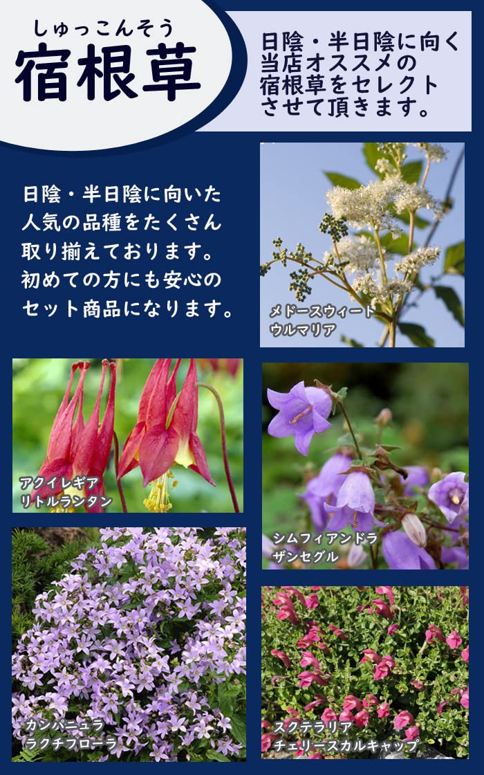 Amazon.co.jp: 宿根草 苗 セット 9cmロングポット 日陰・半日陰