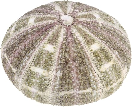 2pcs Natural Dried Sea Urchin Shells for Coastal Decor Wiccan Office Plant Holder Creative Ocean Decor Ornament