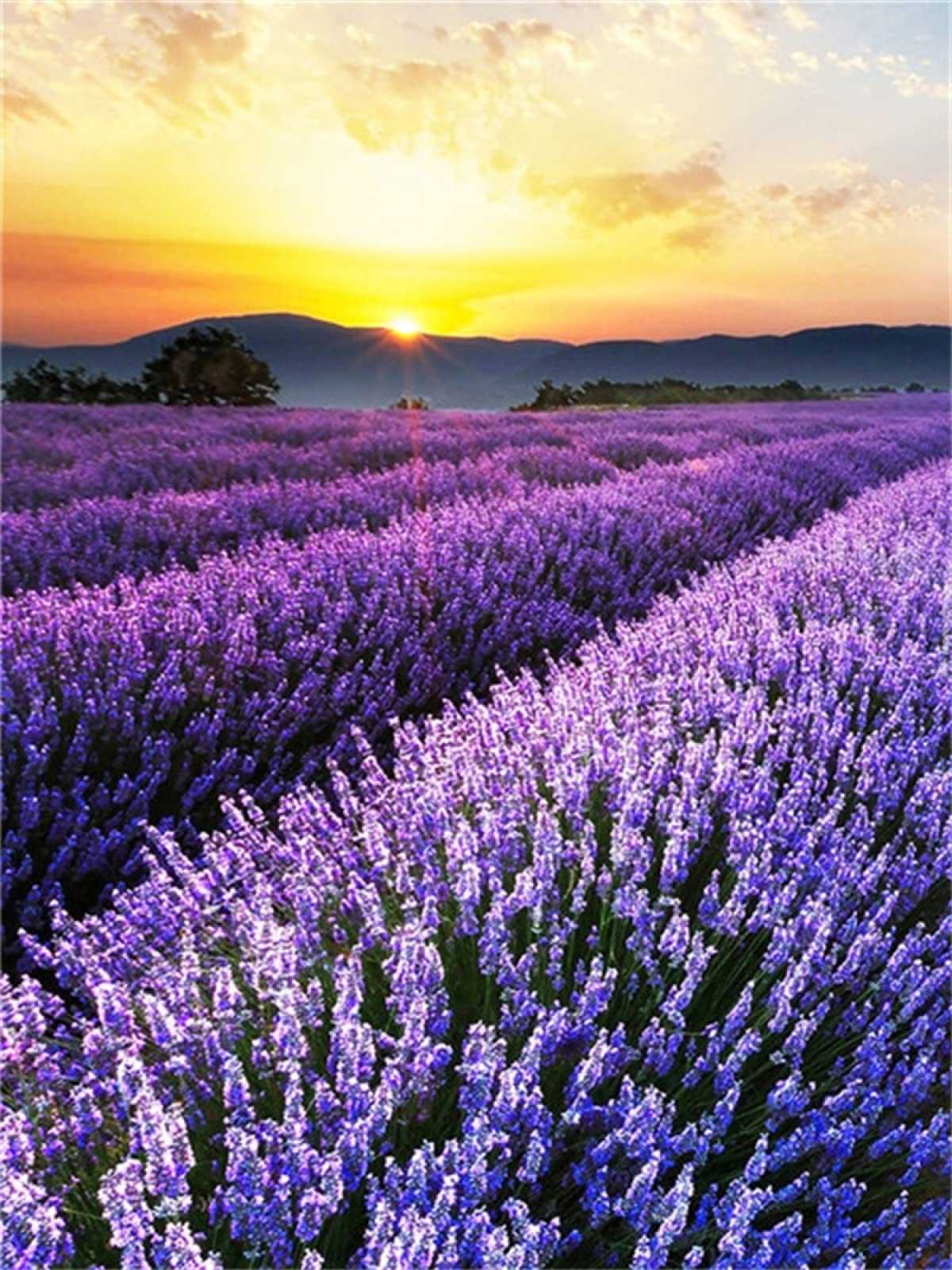 クロスステッチ完成品 ラベンダー畑、の風景画 横長 フレーム付き