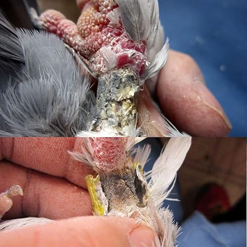 Miniatura 7 de Cortador de banda de paloma, cortador de anillo de paloma, corte de alambre para patas de pájaros, alicates, suministros de paloma, pollo