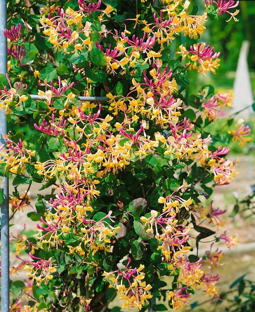 Lonicera caprifolium 100150 cm  Winterhart, Mehrjhrig, Pflegeleicht   Jelngerjelieber  Kletterpflanze fr Pergola & Rankhilfe : Amazon.de:  Garten