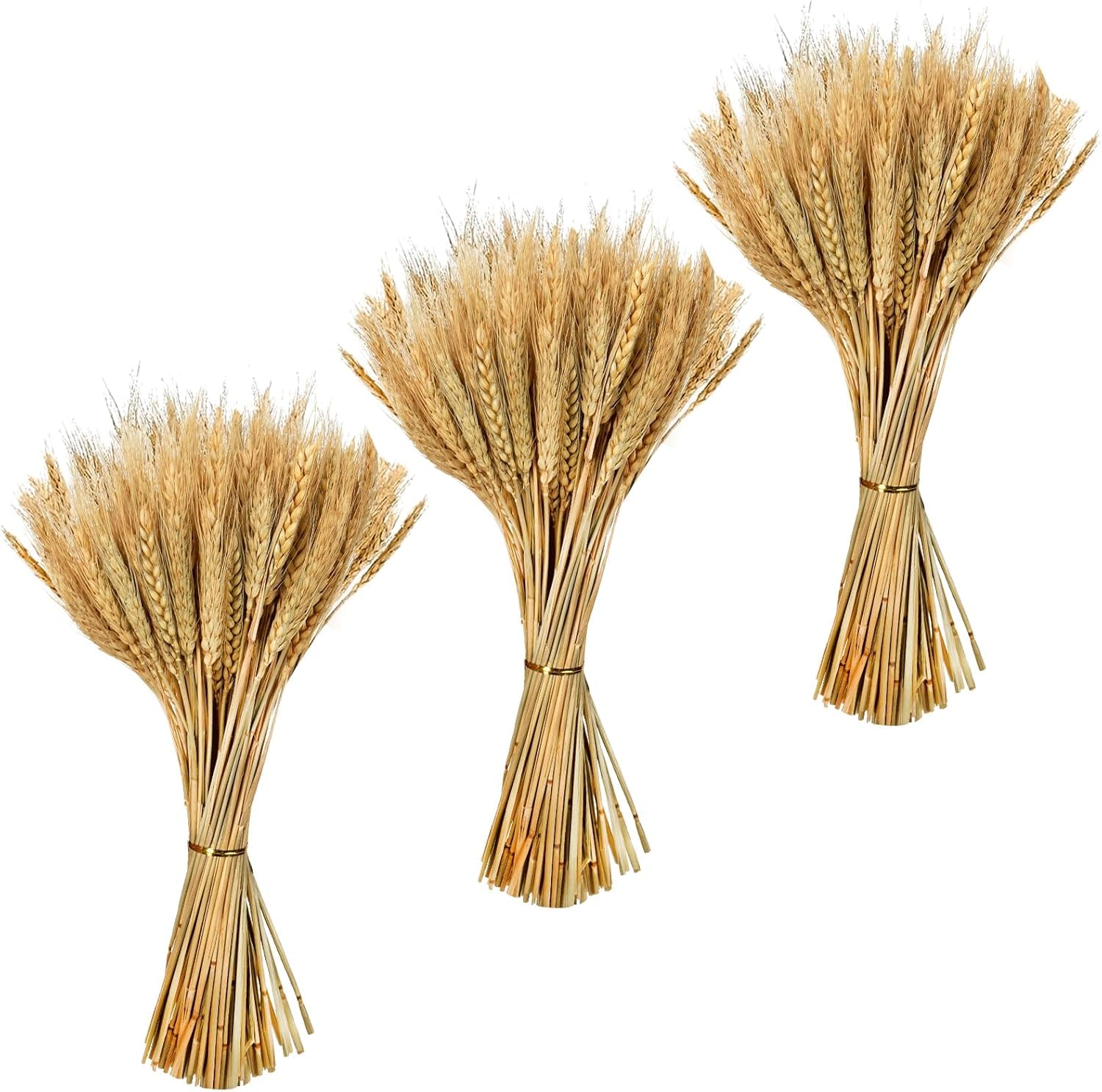 Zythrem 300 Stems 40cm Dried Wheat Flowers Natural Wheat Stalks Bundle Dried Wheat Sheaves Natural Ear of Grain Dry Grass Bunch Fall Arrangement for DIY Craft Autumn Wreath Home Table Wedding Decor