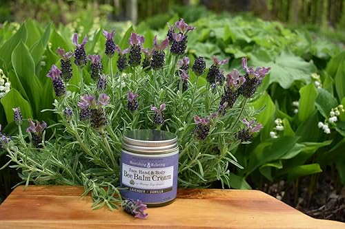 Miniatura 2 de Crema de bálsamo de abeja - Lavanda Vainilla 2 oz