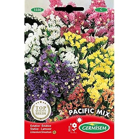 Graines De Lunaire Annuelle, Monnaie-du-pape - Acheter Ici