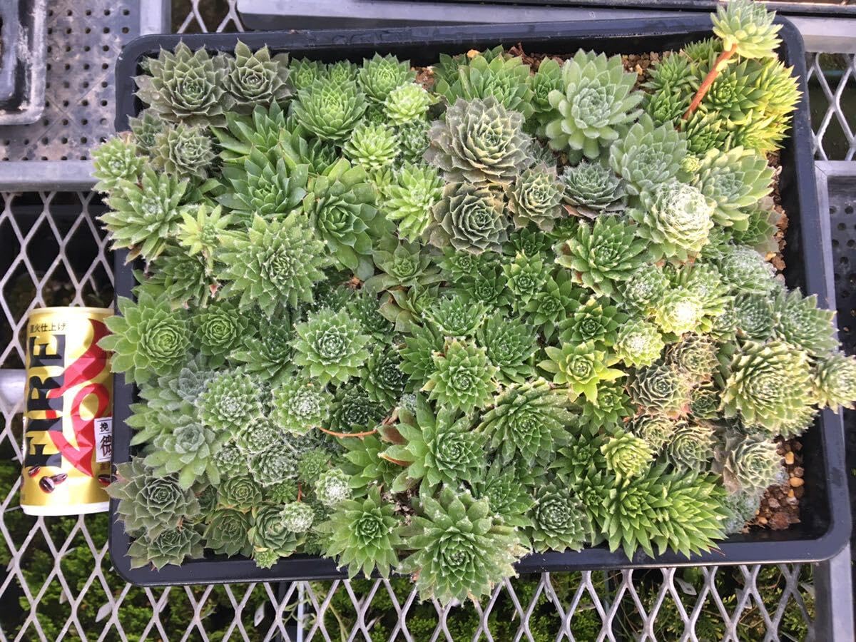 Amazon.co.jp: 多肉植物 センペルビウム 寄せ植え 地植え向け ゆう