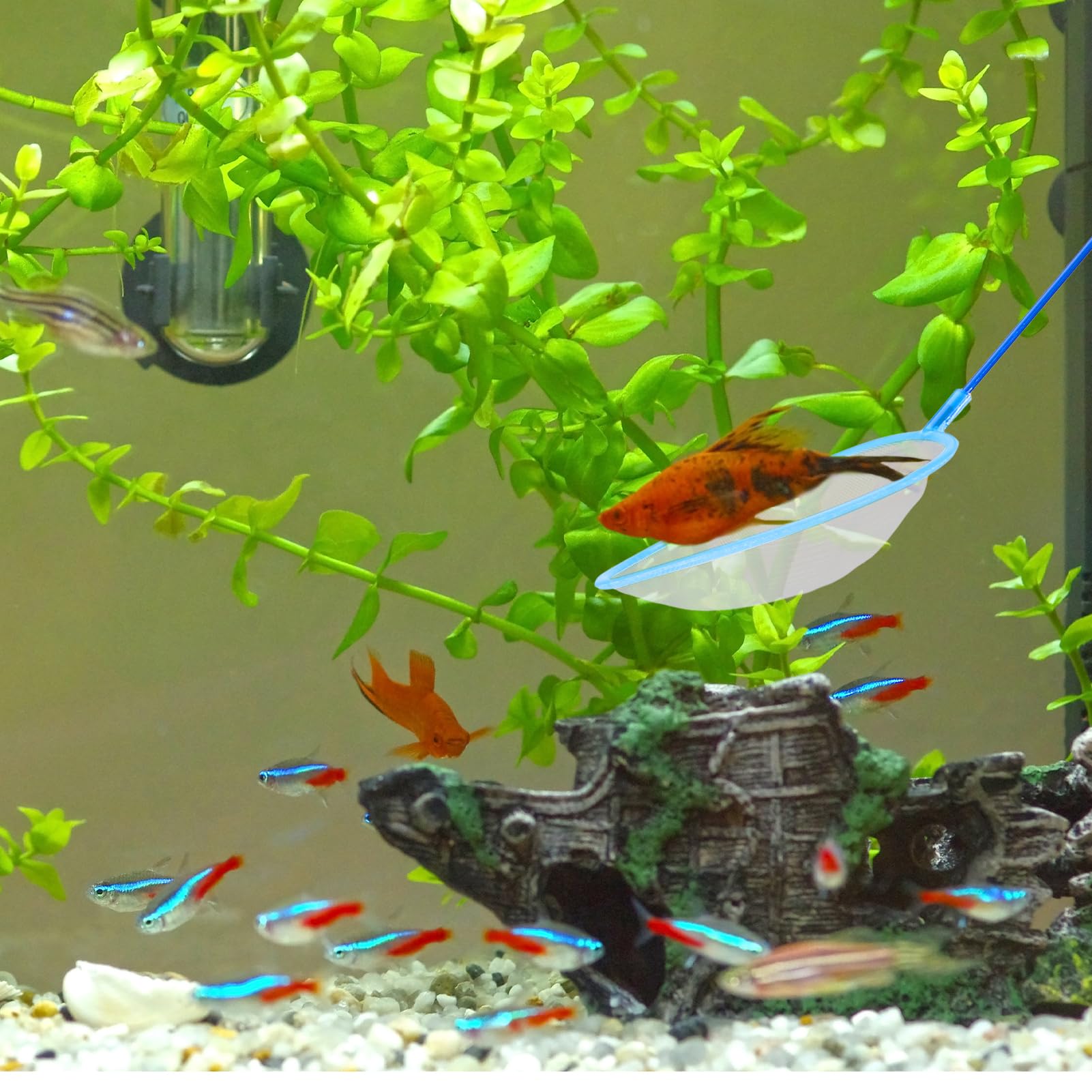 Retino Per Acquario Con Manico Telescopico - Per Pesci E Pulizia - Foto 7