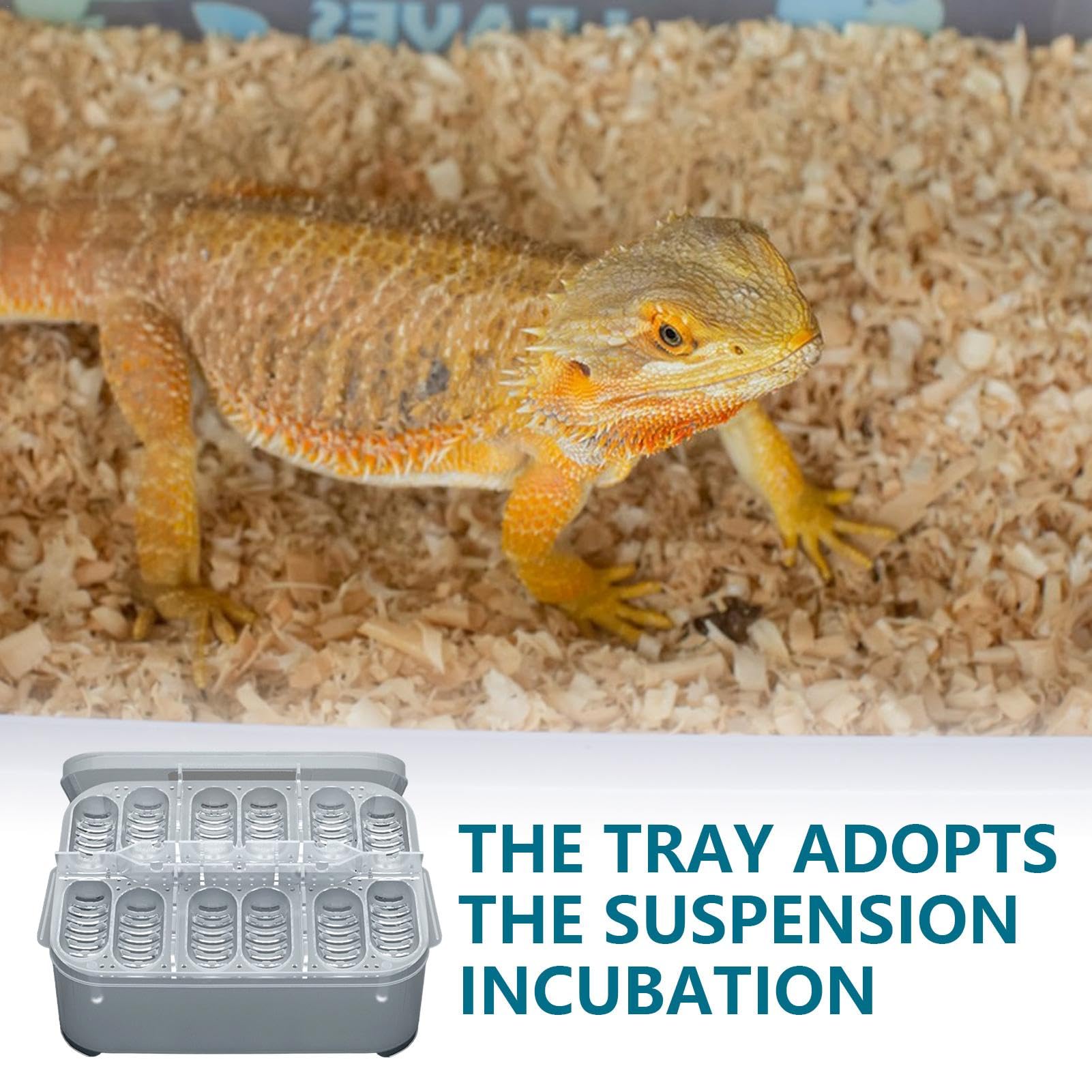 Incubadora de huevos transparente, Incubadora de huevos 12 huevos transparentes,Caja de incubación de huevos de lagartos 12 rejillas - Caja de alimentación para reptiles, jaula para lagartos, contened