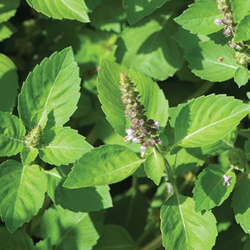 Miniatura 2 de Kapoor Tulsi Holy Basil (Ocimum Sanctum) - Cultiva ahora o almacena para futuras plantaciones - Cápsula de 30 semillas