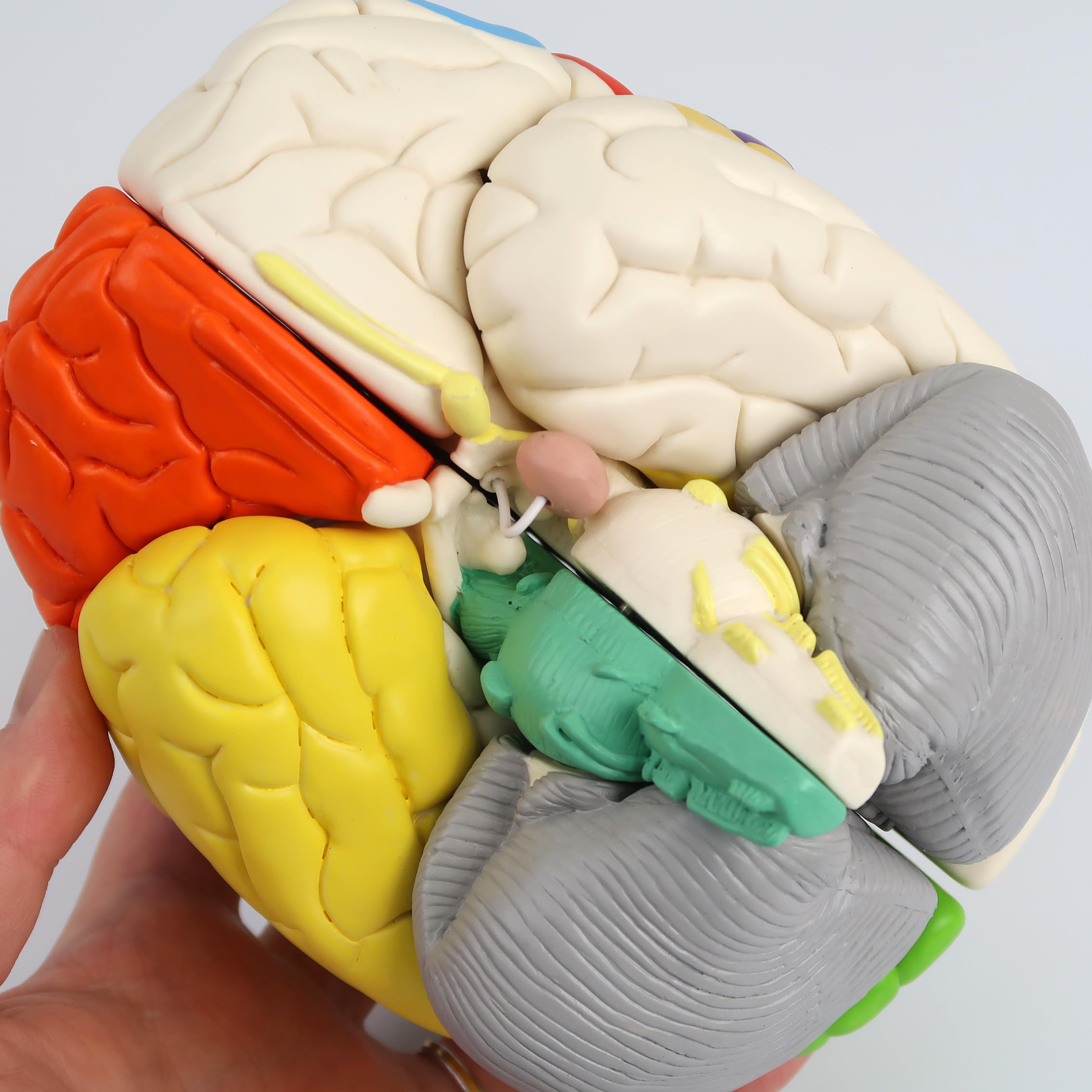 3B Scientific C22 Cerebro Neuro, Anatómico, desmontable En 8 Piezas - 3B Smart Anatomy