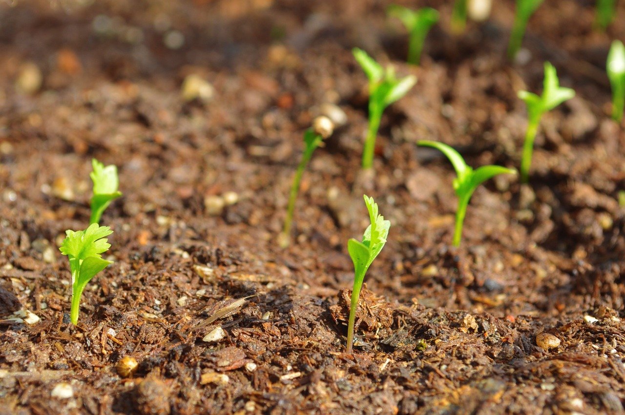 Lot de 200 Graines de Coriandre Cultivée - Plante aromatique qui relève vos plats - Très facile à cultiver - Plante Annuelle - Grande Qualité Gustative - Semences Reproductibles