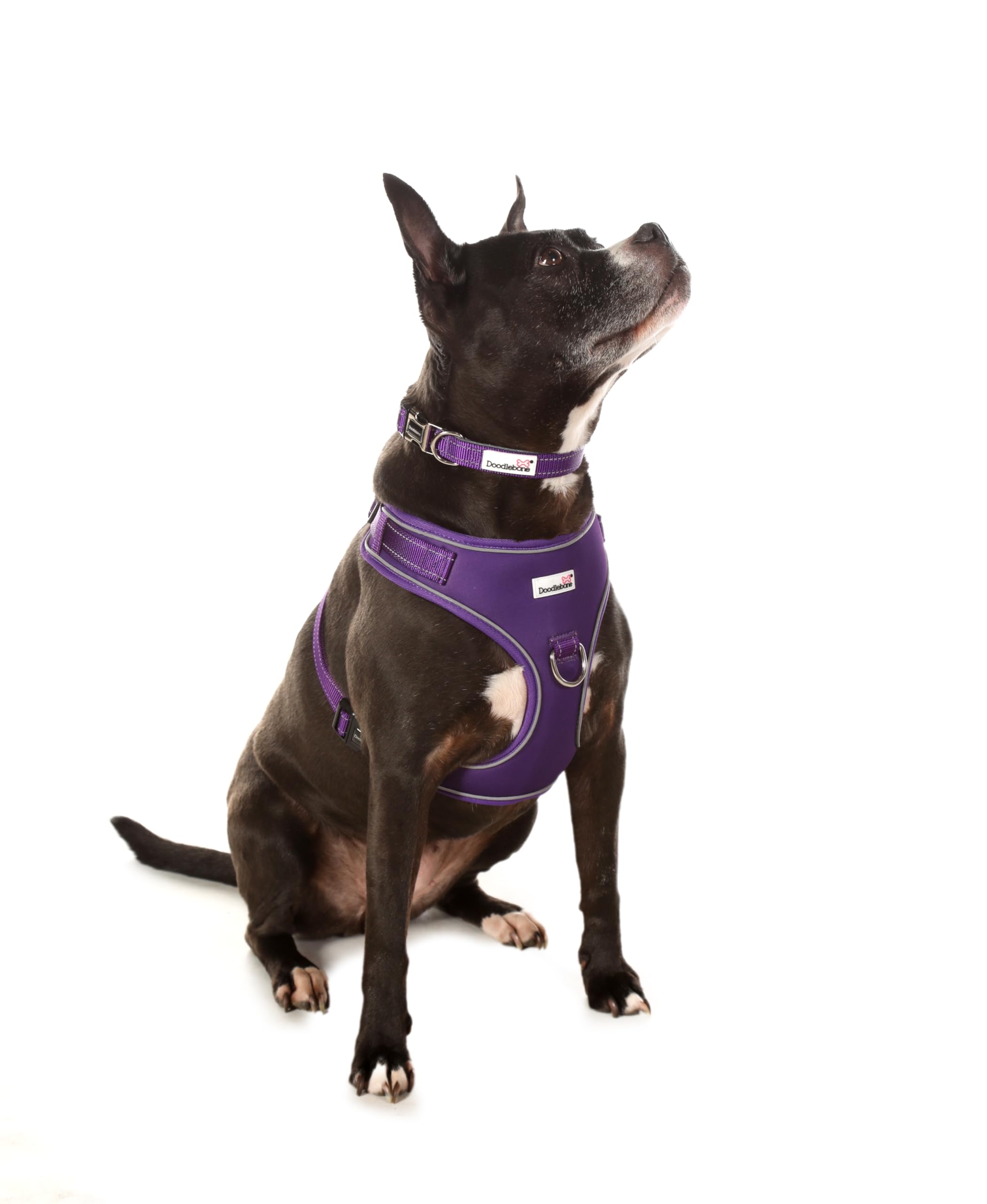 Doodlebone, Adjustable Airmesh Harness, Over Head Dog Harness with Adjustable Neck and Chest, Dual D Rings - Image 2