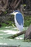Review Image by Christopher Goodfellow VeritasMH370