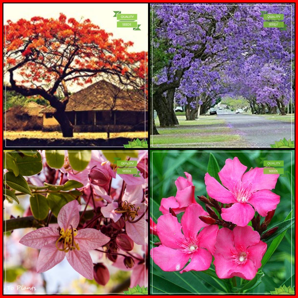 OhhSome Plant Seed Combo Tree Seeds : Jacaranda Mimosafolia, Flame Tree, Apple Blossom, Nerium Indicum Flower Tree For Gardening (B07XB5XBW4) Amazon Price History, Amazon Price Tracker