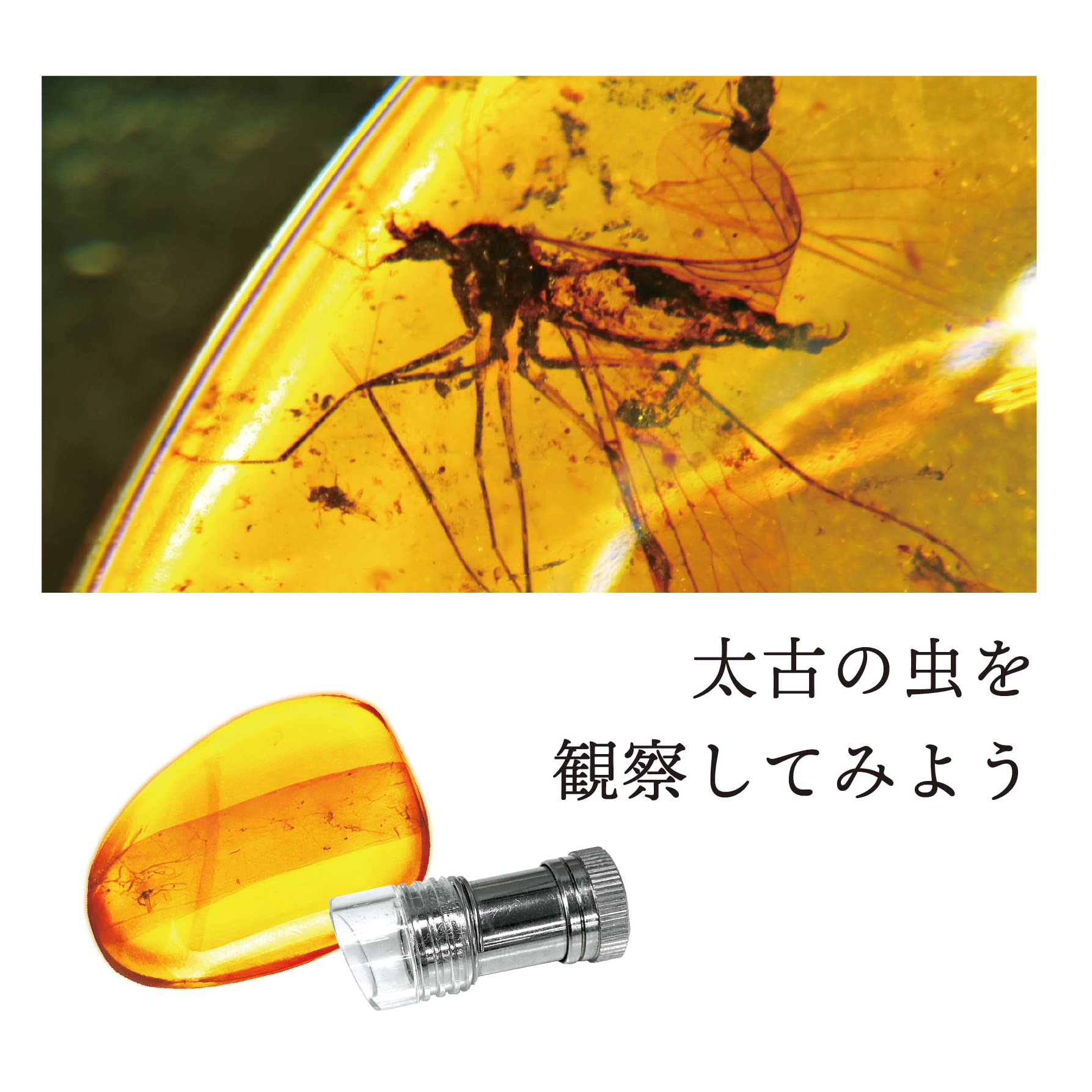 大粒　虫入り天然琥珀　植物片　化石　恐竜　夏休み　自由研究 大粒虫入り天然琥珀植物片化石恐竜夏休み自由研究