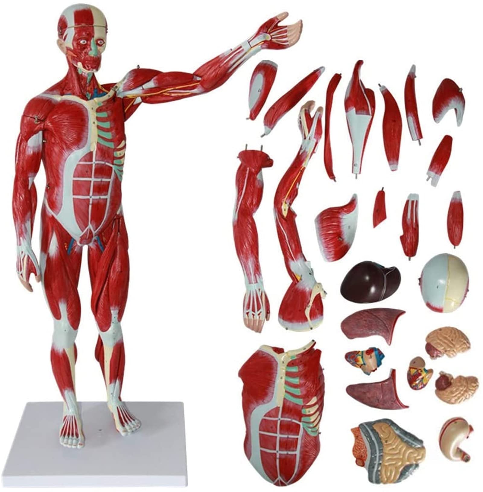 Modele Medyczne, Model Anatomii Ludzkiej O Rozmiarze 78 Cm, Model Anatomiczny Mięśni I Szkieletu, Materiał Do Nauczania Medycznego, Modele Medyczne I Materiały Do Nauczania