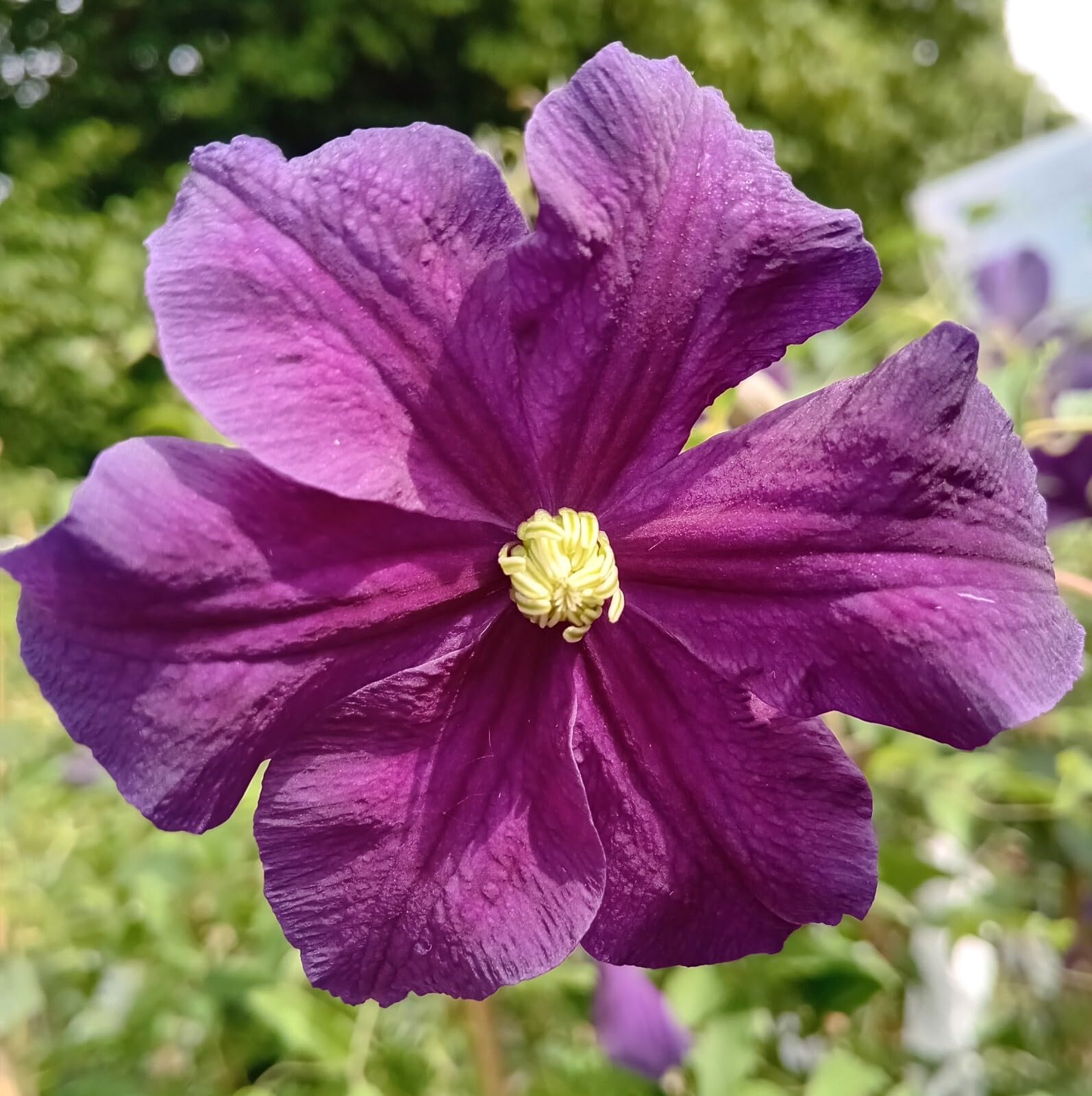 Waldrebe Clematis viticella Etoile violett 100-150 cm Kletterpflanze lila winterhart