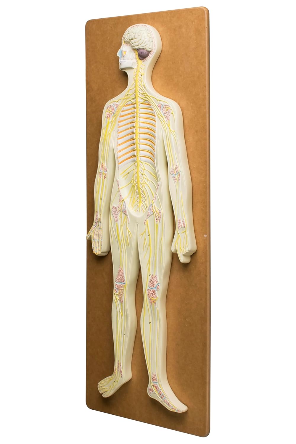 EISCO Nervous System Model, 32 Inch - Mounted - Includes Keycard - Great for Studying Structure