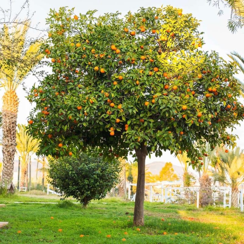 Navel Orange Tree 3-4 Feet Tall, Live Citrus Fruit Tree in 5-Gallon Pot, Hardy Outdoor Sweet Orange Fruit Plant