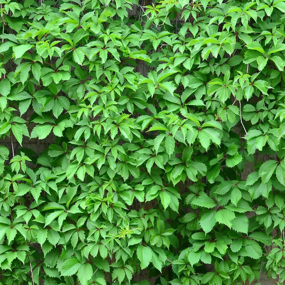 drachenbaum fr drauen Drachenbaum 'Magenta'